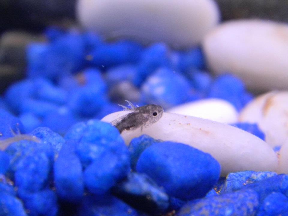 Raising and Caring for Axolotls Kenny Coogan