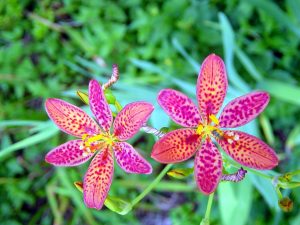 Hawaii Horticulture Wishbone Flower Blooms In Sun Or Shade