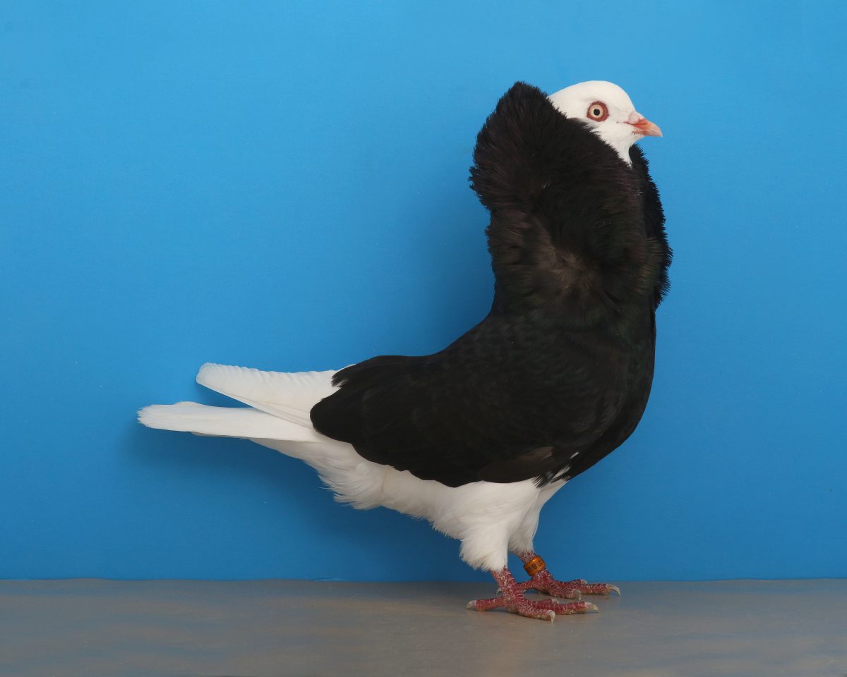 Breeds and Types of Pigeons: From Rollers to Racers