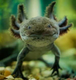 caring for and raising axolotls