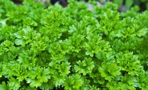 curly parsley
