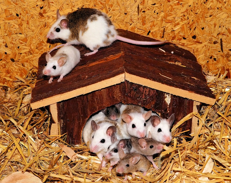 caring for mice