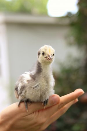 Raising chicks