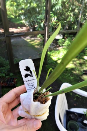 how to ship carnivorous plants