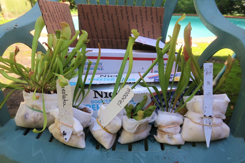 how to ship carnivorous plants