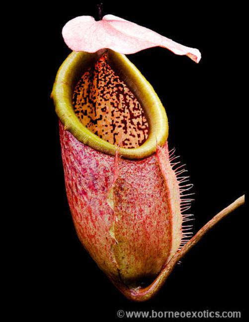lowland nepenthes