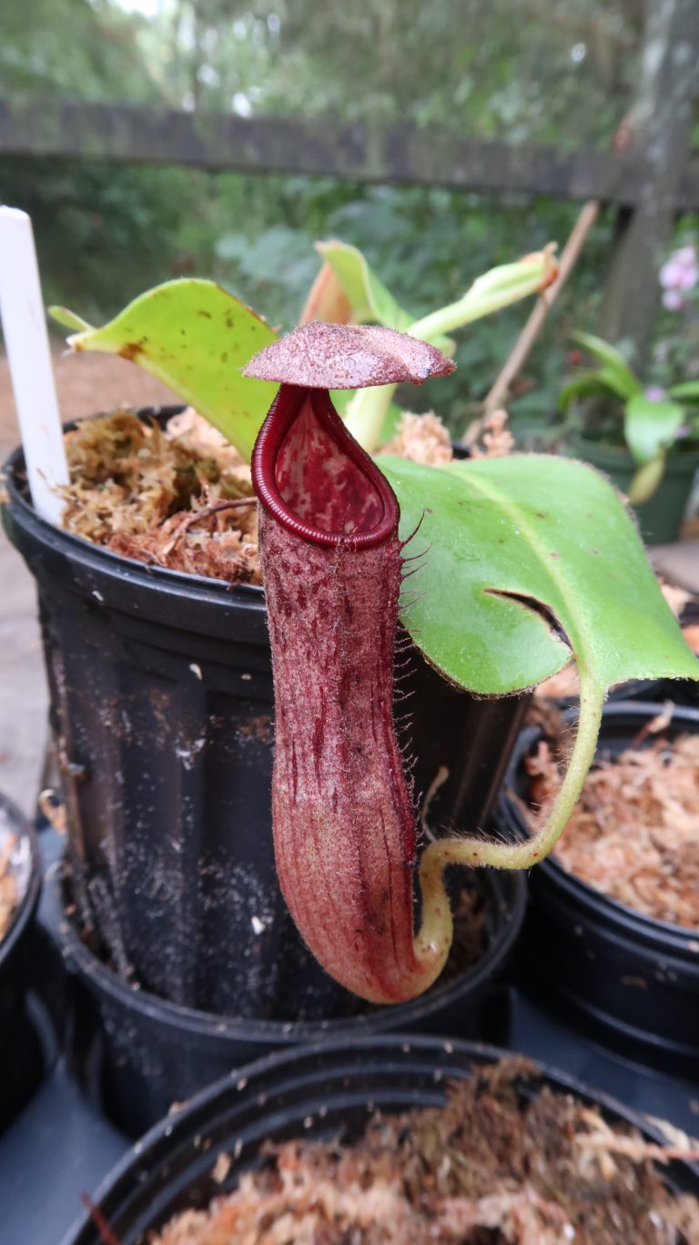 Carnivorous Plants For Sale Kenny Coogan carnivorous plants