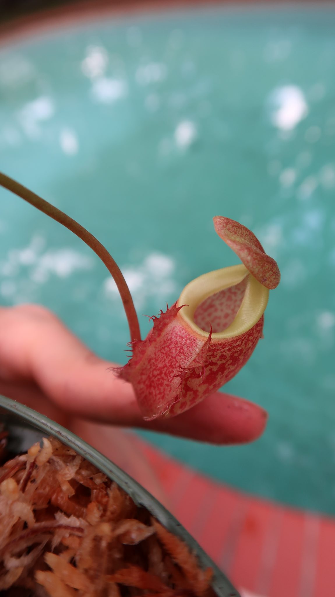 Carnivorous Plants For Sale Kenny Coogan carnivorous plants