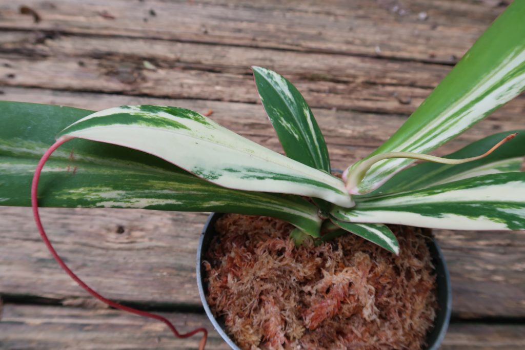 Carnivorous Plants For Sale - Kenny Coogan - carnivorous plants Carnivorous plants for sale near me