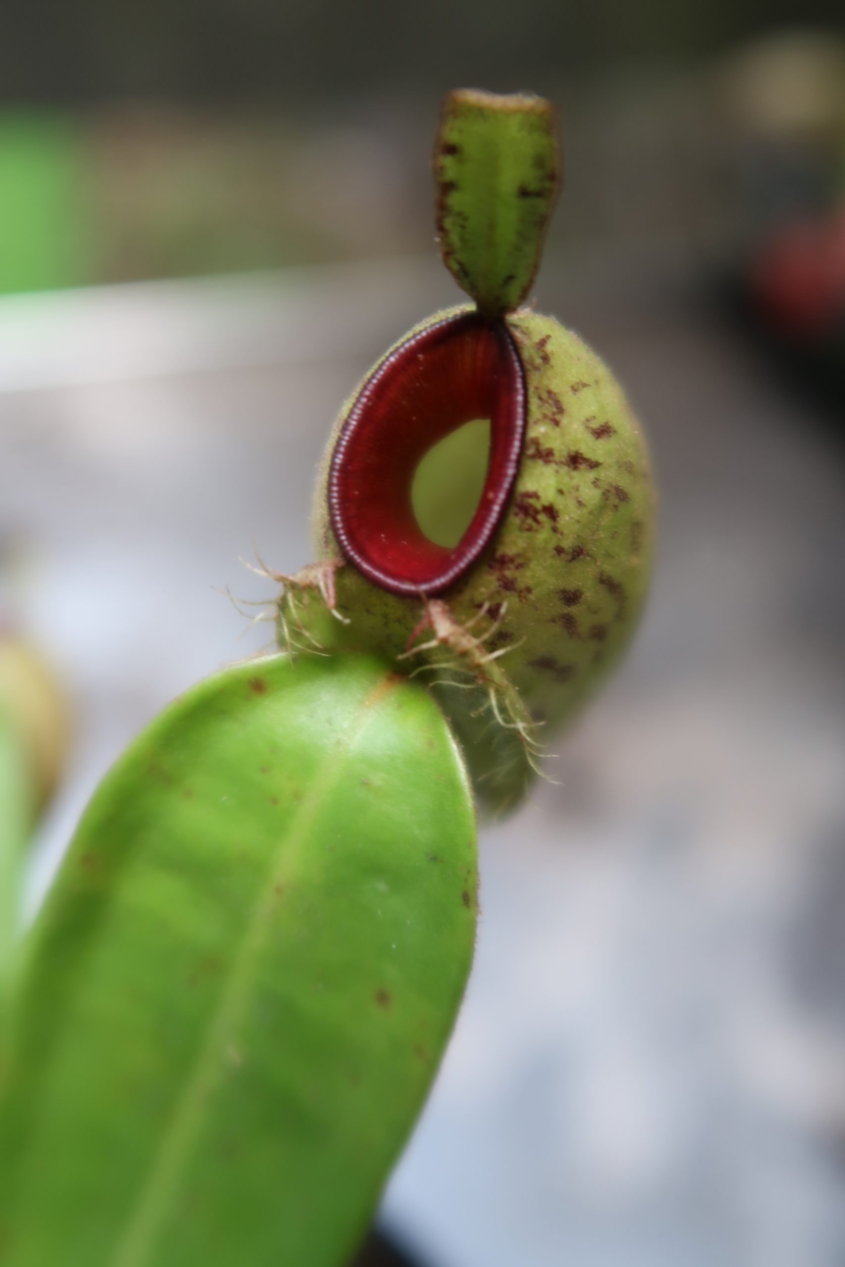 Nepenthes spotted ampullaria, with red lip