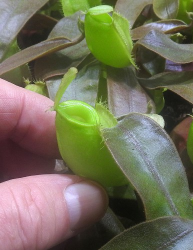 N. ampullaria – Papua intermediate