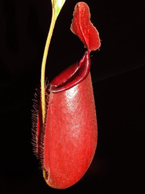 N. robcantleyi x ampullaria