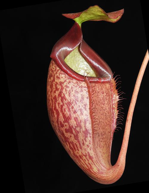 N. merrilliana x glabrata