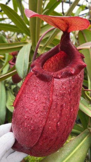 N. sibuyanensis x merrilliana – selected clones: BE-4026