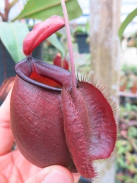N. mirabilis var. globosa x ampullaria, red large