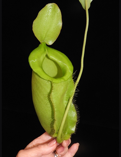 N. spathulata x ampullaria – all green: