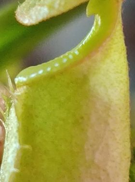 how to grow nepenthes bicalcarata