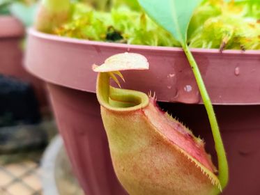 how to grow nepenthes bicalcarata