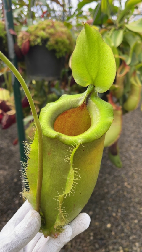 Nepenthes spathulata x ampullaria - BE-4050 LARGE
