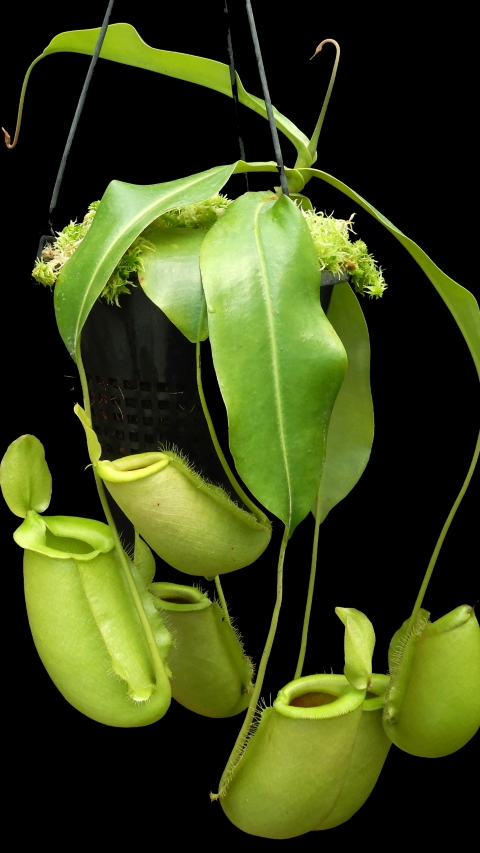 Nepenthes spathulata x ampullaria - BE-4050 LARGE