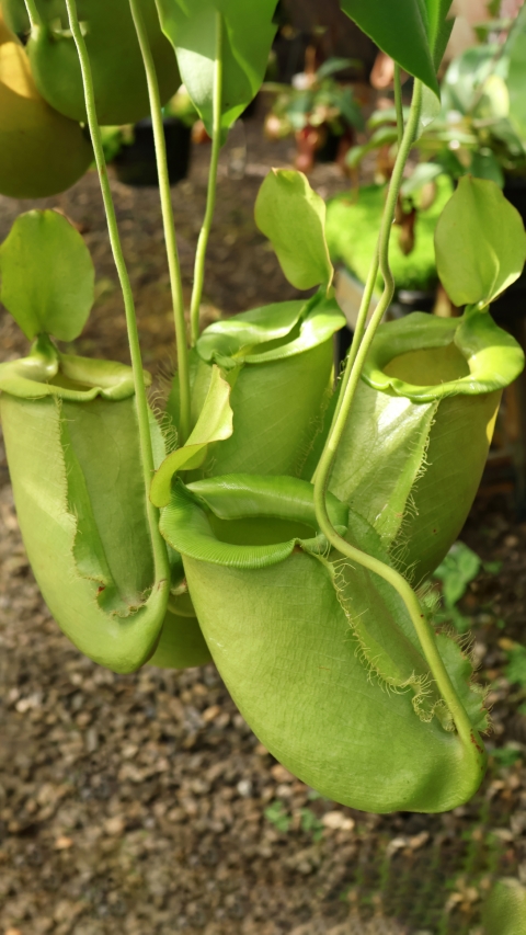 Nepenthes spathulata x ampullaria - BE-4050 LARGE