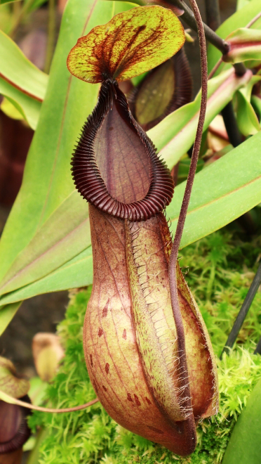 N. mirabilis var. globosa x hamata BE-3685