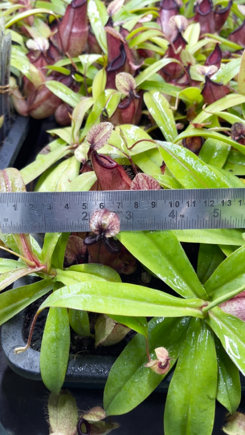 N. mirabilis var. globosa x hamata BE-3685 LARGE - Image 3