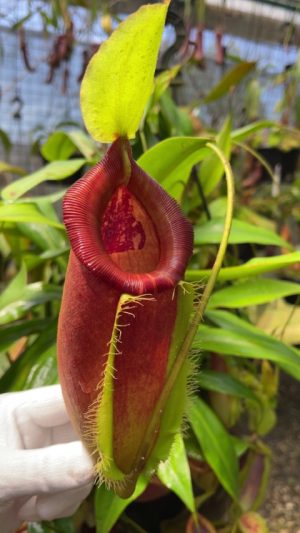 N. singalana x ampullaria BE-3744 for sale