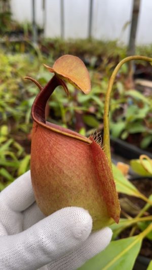 N. bicalcarata – Brunei Red Flush: BE-3031 LARGE