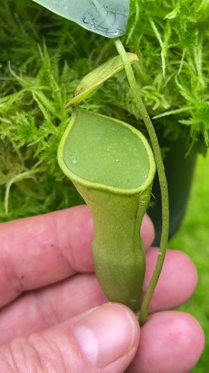 Nepenthes campanulata for sale
