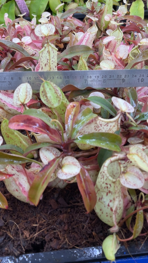 N. rafflesiana ‘Brunei nivea’ BE-3141