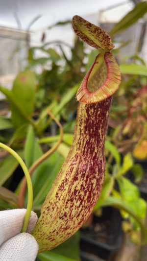 N. mirabilis var. echinostoma BE-3372