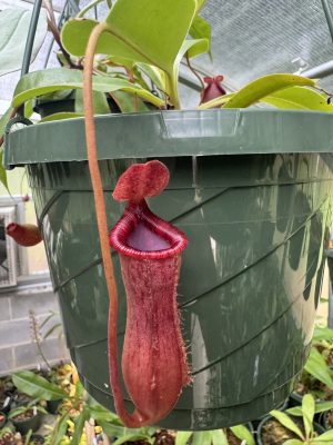 Nepenthes lowii X ventricosa ‘Red’