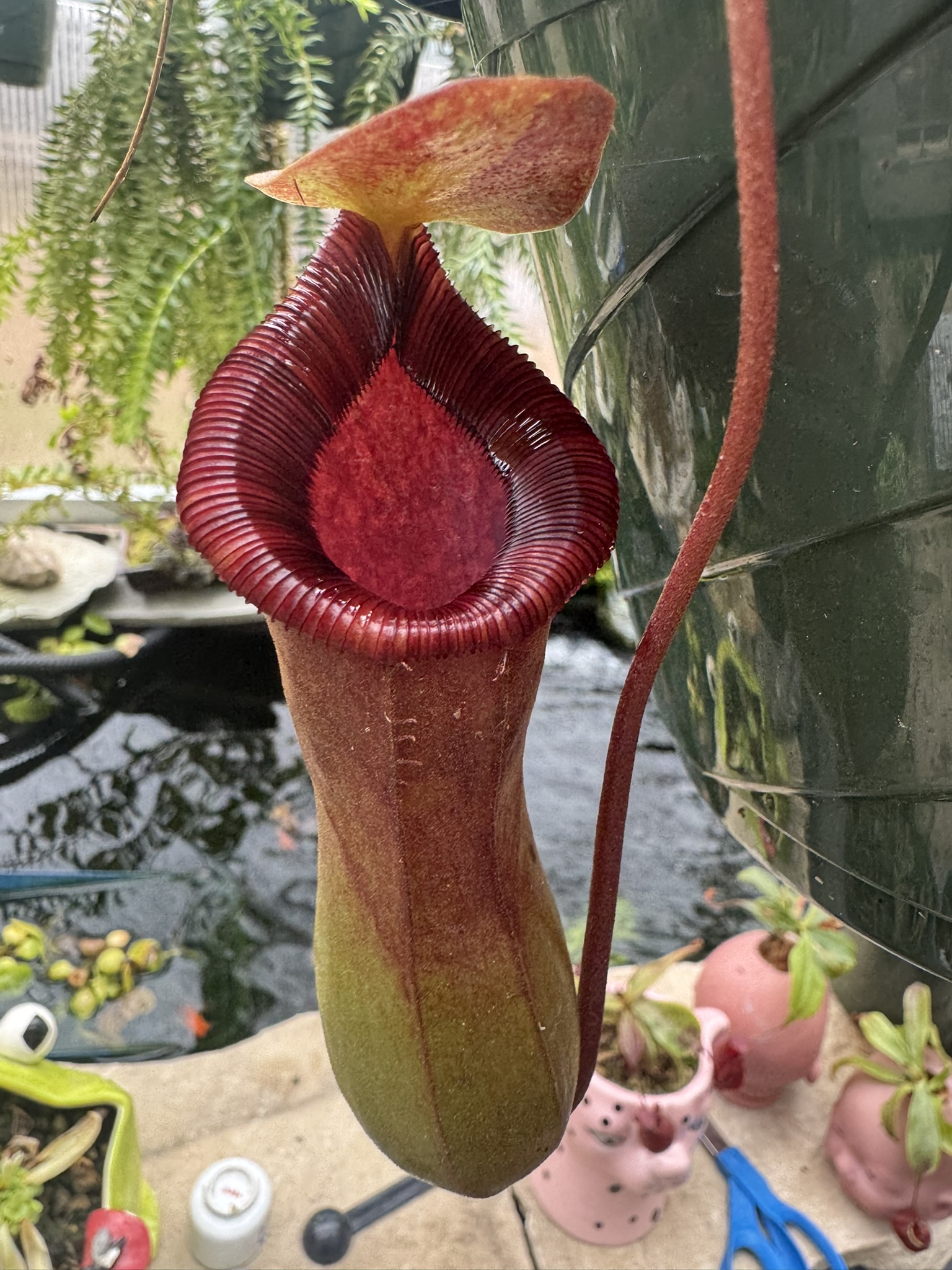 Nepenthes lowii X ventricosa ‘Red’