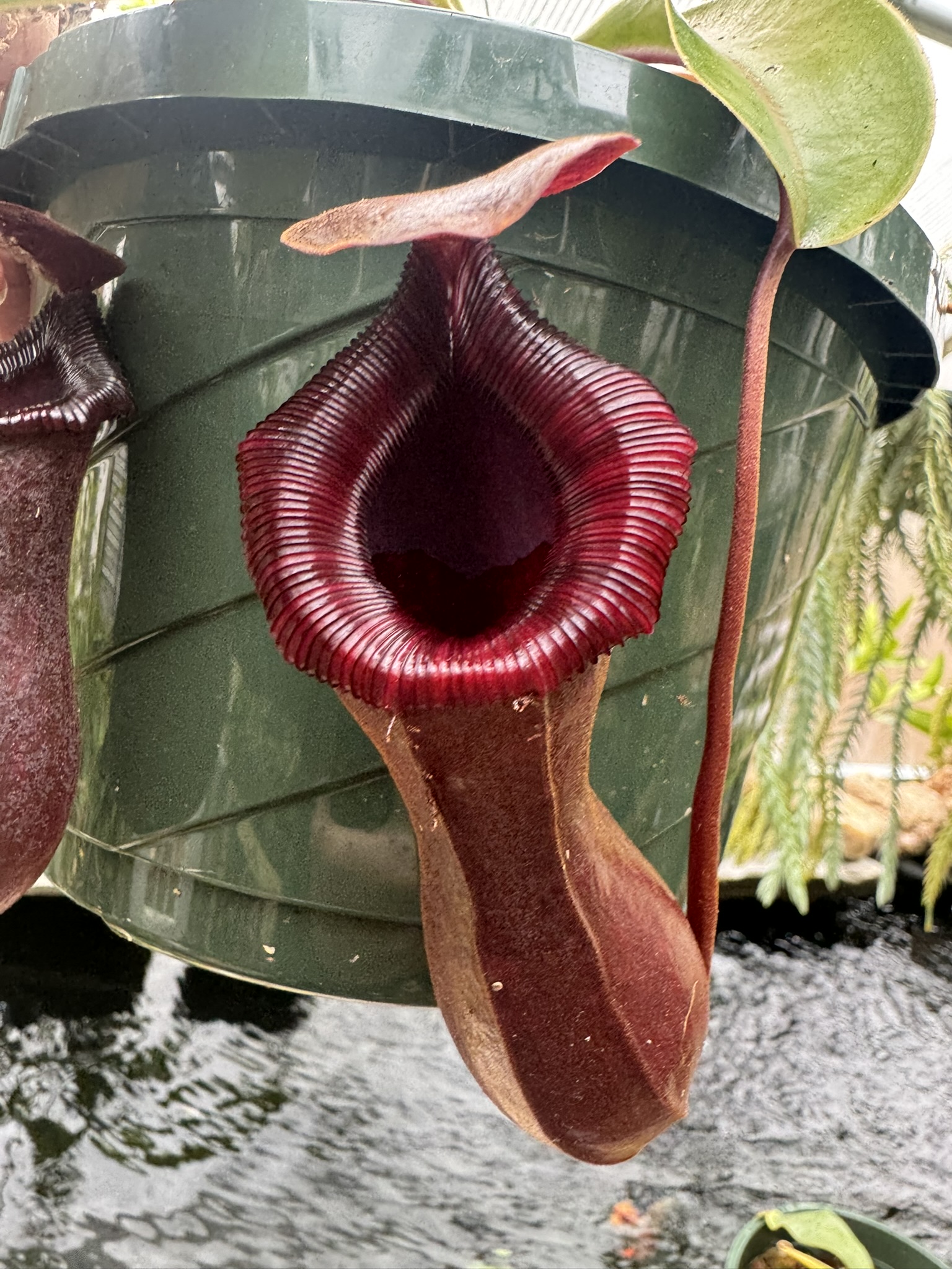 Nepenthes lowii X ventricosa ‘Red’