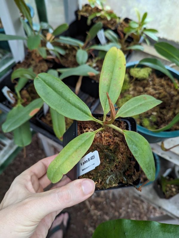 Nepenthes peltata BE 4025 for sale