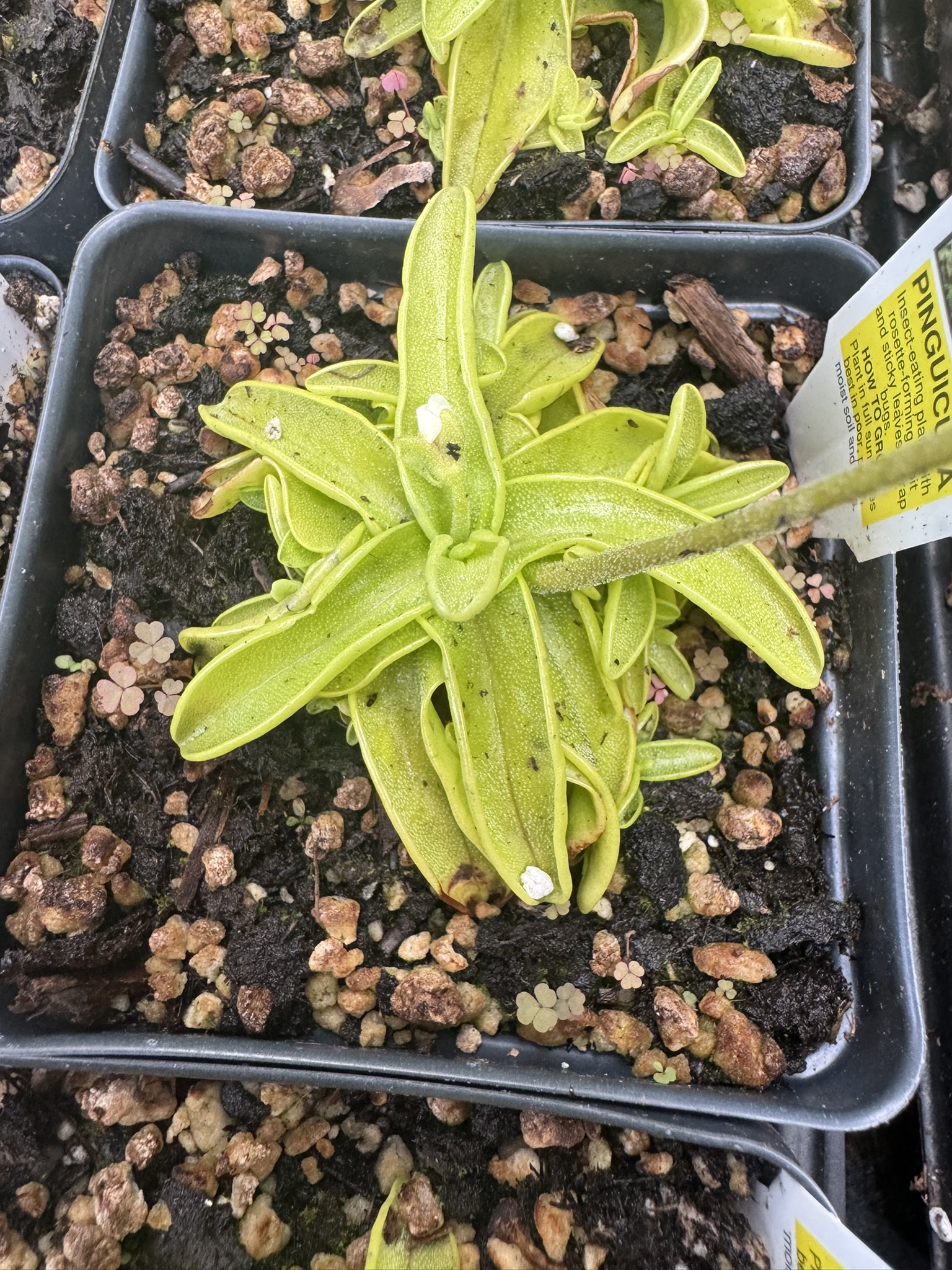 Pinguicula primuliflora