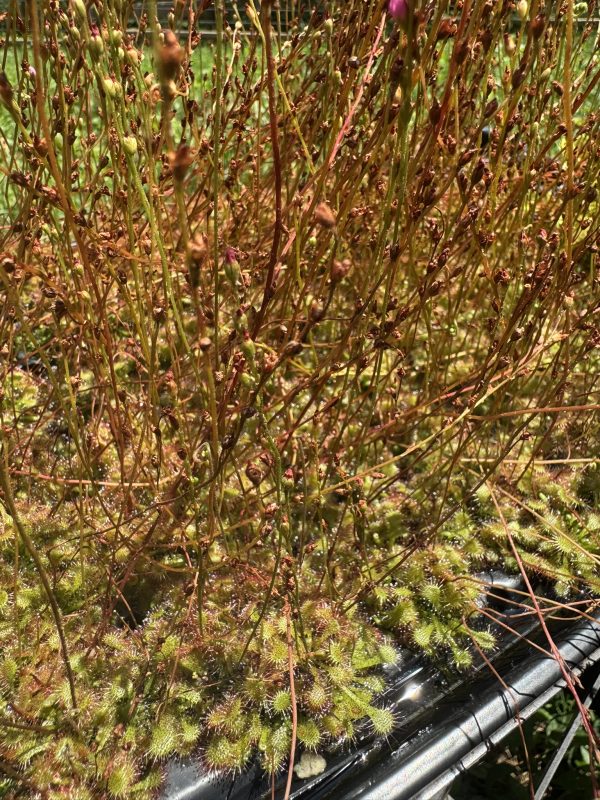Drosera spatulata for sale