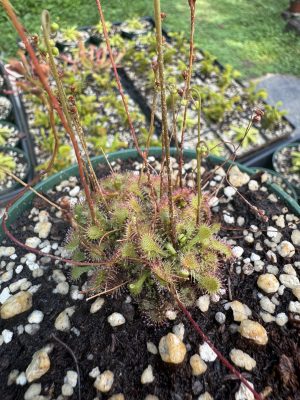 Drosera spatulata for sale