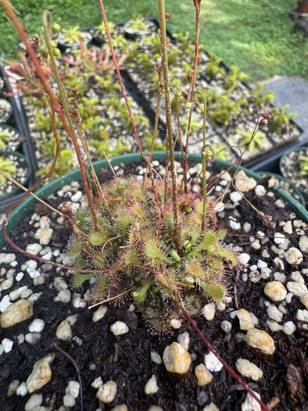Drosera spatulata for sale
