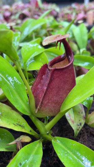 N. bicalcarata – Brunei Orange: BE-3029 for sale