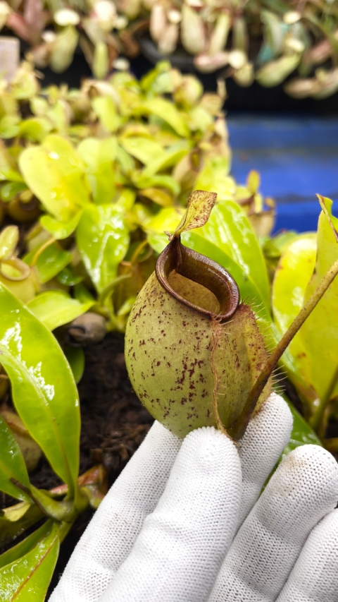 N. bicalcarata x ampullaria – selected clone: BE-3033