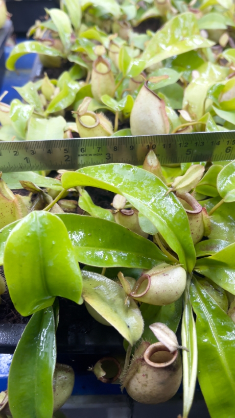 N. bicalcarata x ampullaria – selected clone: BE-3033