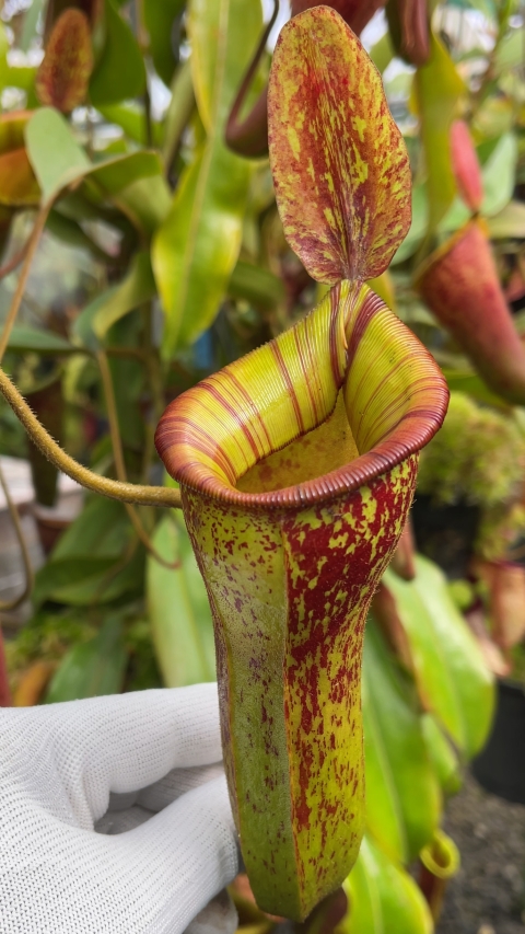 N. ampullaria x (veitchii x lowii) – selected clone: BE-4027