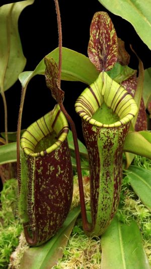 N. ampullaria x (veitchii x lowii) – selected clone: BE-4027