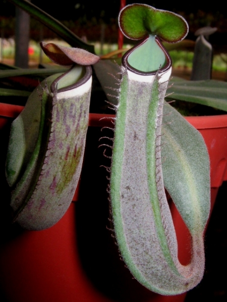 N. albomarginata (Kuching Spotted) for sale