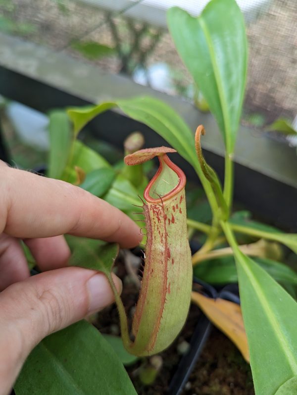 Nepenthes × ‘Konak’, N. albomarginata x veitchii