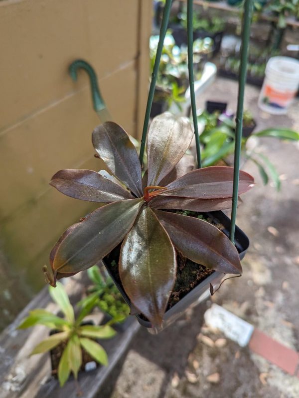 Nepenthes longifolia (Red) for sale