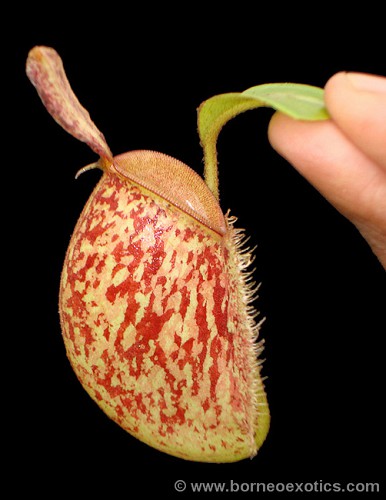 N. ampullaria ‘bronze Nabire’ - selected clone