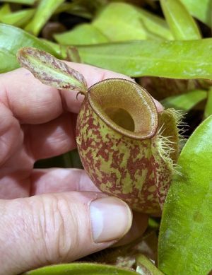 N. ampullaria ‘bronze Nabire’ - selected clone
